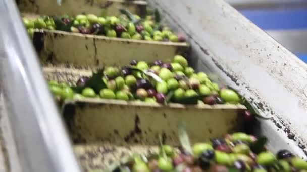 意大利现代油料厂橄榄的清洁和脱叶过程 石油生产 新鲜的额外初榨橄榄油 — 图库视频影像