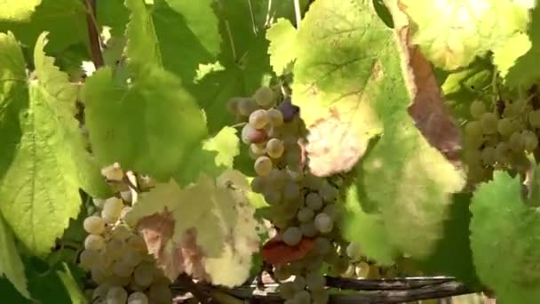 Ландшафт Виноградников Италии Цветами Осени — стоковое видео
