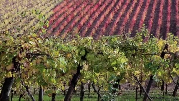 Mooie Wijngaard Landschap Italië Met Kleuren Van Herfst — Stockvideo