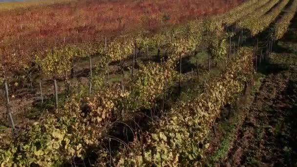 秋の色でイタリアの美しいブドウ畑の風景 — ストック動画