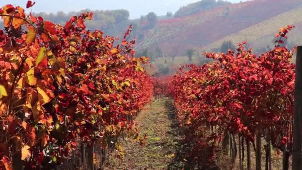 Mooie Wijngaard Landschap Italië Met Kleuren Van Herfst — Stockvideo