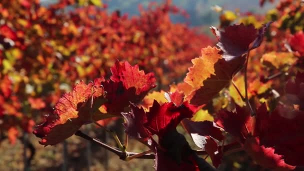 Beautiful Vineyard Landscape Italy Colors Autumn — Stock Video