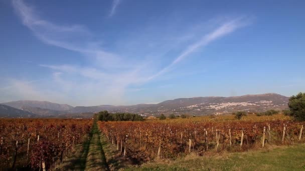 Schöne Weinberglandschaft Italien Mit Den Farben Des Herbstes — Stockvideo
