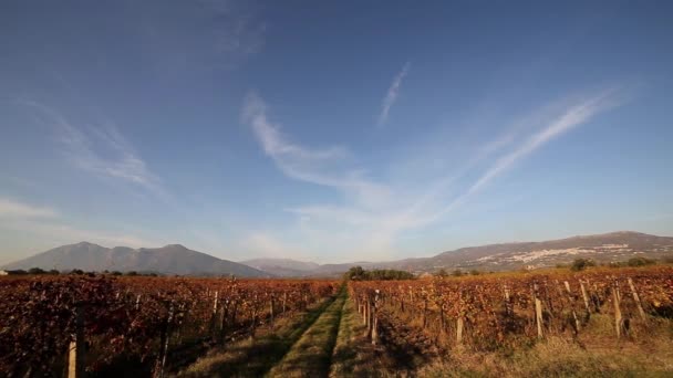 意大利美丽的葡萄园 五彩缤纷的秋天 — 图库视频影像
