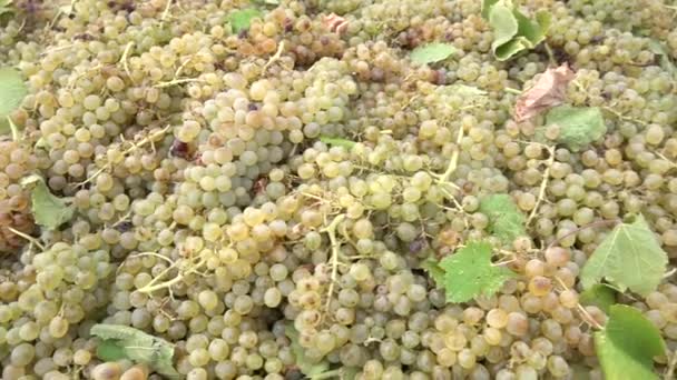 Fechar Pilhas Deliciosas Uvas Brancas Frescas Colhidas Italiano Pronto Para — Vídeo de Stock