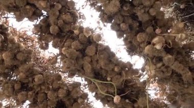 Kuruması için sarımsak topladım. İtalyan çiftliğinde sarımsak soğanı