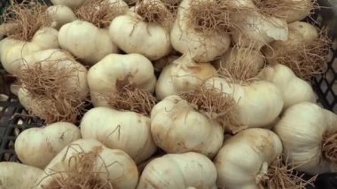 Pazarda kuru sarımsak yığını. Sarımsak soğanı 