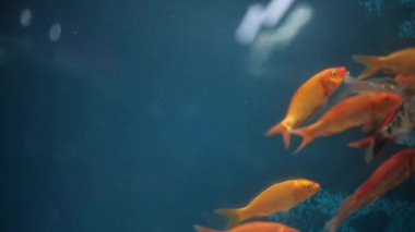 Close-up shot of orange-red and yellow-colored Koi ( Cyprinus rubrofuscus) fish in an aquarium. High-quality footage.