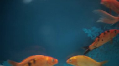 Orange red and yellow colored goldfish (Carassius auratus) in a fish aquarium.
