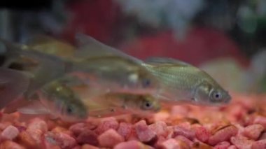 White-colored fish in a fish pond, high quality footage. Easy to use.