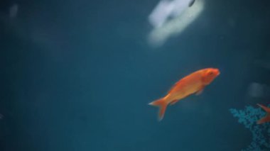 Close-up shot of orange-red and yellow-colored Koi ( Cyprinus rubrofuscus) fish in an aquarium. High-quality footage.
