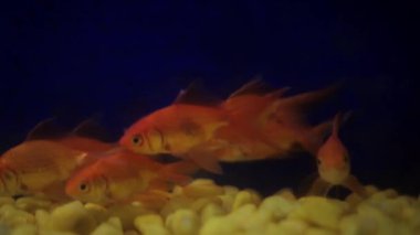 Orange red and yellow colored goldfish (Carassius auratus) in a fish aquarium.