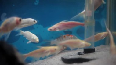 White and black colored Shark (Selachimorpha) fish in an aquarium.