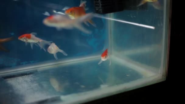 水槽の中で赤と黄色の金魚 カラシウス をオレンジ色にする — ストック動画