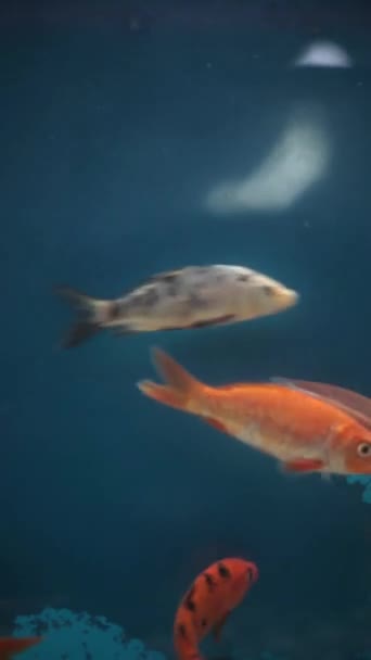 在水族馆拍摄的橙色 红色和黄色的鱼 Cyprinus Rubrofuscus 高质量的录像 — 图库视频影像