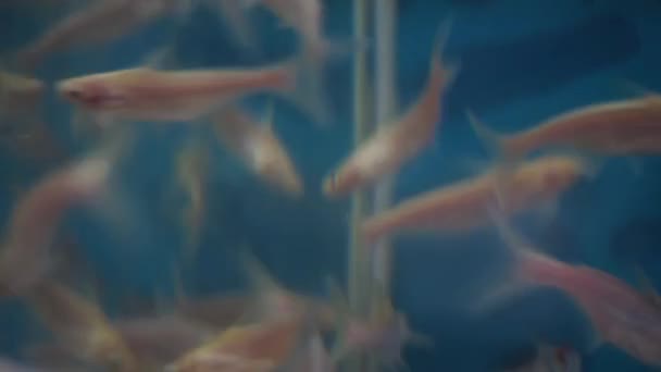 White Black Colored Shark Selachimorpha Fish Aquarium — Stockvideo