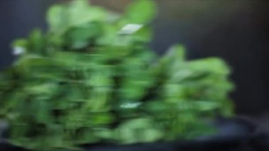 Close-up blurred shot of fenugreek leaves on a wooden surface. A bunch of fresh green fenugreek leaves on a black wooden surface. 4K footage.
