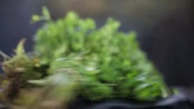 Fresh green coriander (kothmeer or Dhanabhaji) on black shiny surface, cinematic shot. 4K footage.