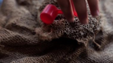 Zeera Kimyon tohumları (Cuminum cyminum) bir hasır sepetin içinde topçu çuvalı yüzeyinde 