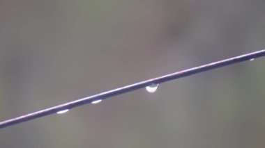 Macro shot of water droplets on a rod with blurred background, HD footage.
