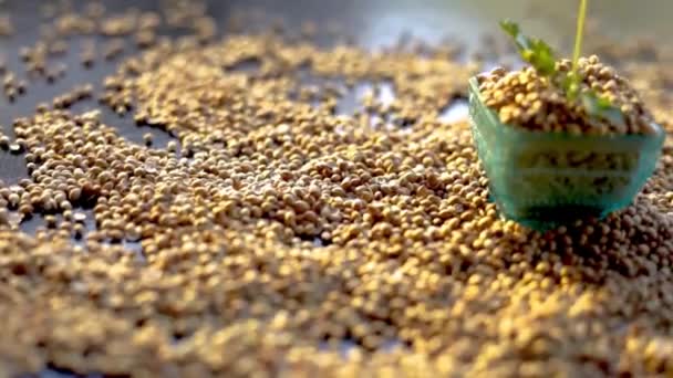 Cinematic Dolly Shot Coriander Seed Bowl Some Fresh Ciiander Leaves — Vídeo de stock
