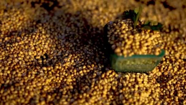 Cinematic Dolly Shot Semințe Coriander Într Castron Unele Frunze Coriandru — Videoclip de stoc