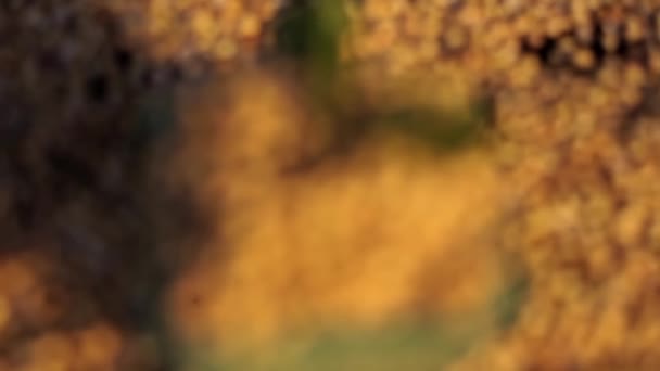 Cinematic Dolly Shot Coriander Seed Bowl Some Fresh Ciiander Leaves — Vídeo de stock