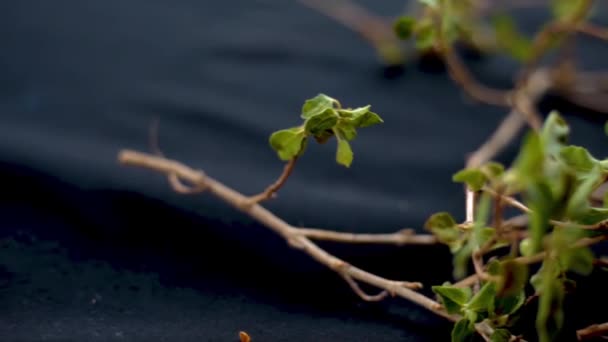 표면에 잎이나 영상으로 찍는다 스러운 바질의 Ocimum Basilicum 24Fps — 비디오