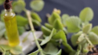 Ajwain 'in yüksek çözünürlüklü görüntüsü, yağıyla birlikte parlak siyah bir yüzeye çıkıyor. Trachyspermum ammi ya da Caraway 'in yağ ile birlikte bıraktığı yüksek kaliteli görüntüler..