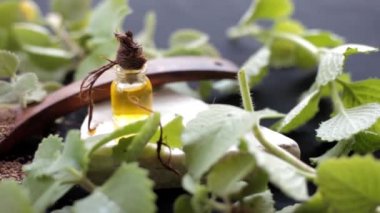Ajwain 'in HD görüntüsü, parlak siyah bir yüzey üzerinde özüyle birlikte ayrılır. Trachyspermum ammi ya da Caraway 'e ait yüksek kaliteli görüntüler ve gerekli yağ şişesi..