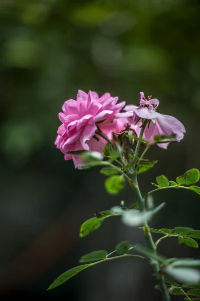 Gros Plan Sur Floraison Des Fleurs Rose Par Temps Ensoleillé — Photo