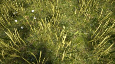 3D çimenleri yere serdi. Aşırı gerçekçi çimen döngüsü, dikişsiz çimen arka planı. Ekoloji çevreyi kavramsallaştırmaktan kurtarır. Rüzgarda otlar esiyor.