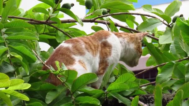 Shot Wild Cat Tree Branch Domestic Cat Tree Branch Adorable — Stock Video