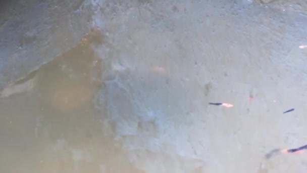在池塘里被黑色和褐色的软体动物鱼和一些红色的剑尾鱼射中 Hd镜头 — 图库视频影像