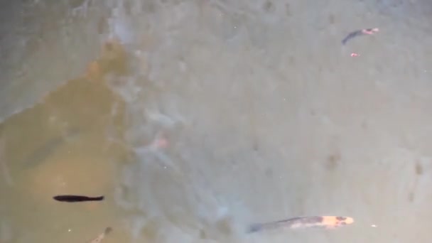 Shot Czarno Brunatnych Kolorowych Ryb Mollie Stawie Wraz Jakimiś Czerwonymi — Wideo stockowe