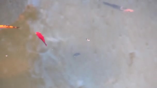 Schuss Von Schwarz Und Braun Gefärbten Mollie Fischen Einem Teich — Stockvideo