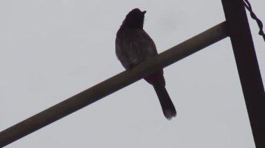 Hypsipetes löcocephalus ya da Himalaya kara bülbülü ya da Asyalı siyah bulbul olarak da bilinen Kara Bulbul, elektrik direklerine tünemiş, HD Görüntüsü - 30 fps