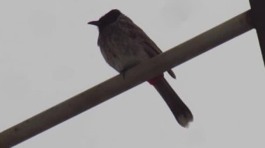 Hypsipetes löcocephalus ya da Himalaya kara bülbülü ya da Asyalı siyah bulbul olarak da bilinen Kara Bulbul, elektrik direklerine tünemiş, HD Görüntüsü - 30 fps