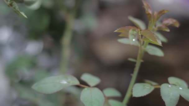 Rosa Rosaceae Roze Rozenbloesembladeren Dolly Shot Footage — Stockvideo