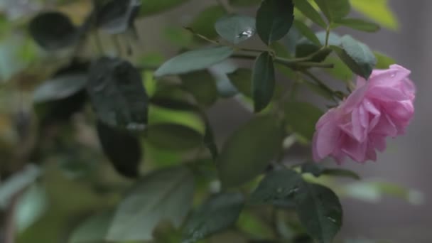 Rosa Rosaceae Pink Rose Flower Dolly Shot Footage — 비디오