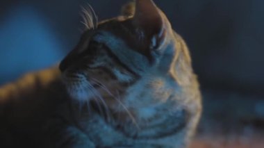 Kendini temizleyen bir kedi resmi. Karanlık, aydınlık bir ortamda kendini temizleyen bir kedinin görüntüsü. HD görüntüler 24 fps.