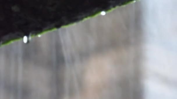 農村地域のクラウドバースト後の豪雨のクローズアップショット Fps Prores — ストック動画