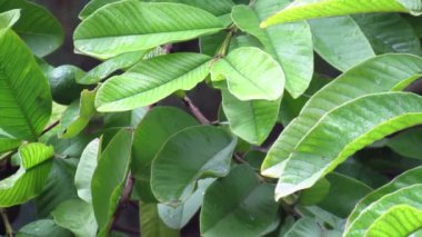 yeşil yaprak arkaplanı, bitki örtüsü