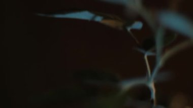 Bahçedeki güzel çiçek yaprakları