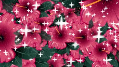 Alfa kanalı (şeffaf arkaplan) tarafından izole edilmiş 3 renkli Hibiscus çiçek geçiş maskesi. Sürükle ve bırak. Soyut hareket grafikleri. Renkli geçiş animasyonları. Geçiş paketleri.