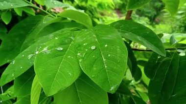 Yeşil Orman Çekimi Güneş Işıkları, Gölgeler ve Sabah Sisi Huzurlu Fantezi Doğa Sahnesi.