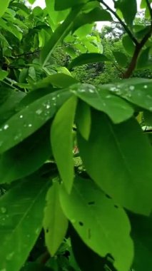 Dikey HD Ormanı Yağmur Damlaları ve Gün Işığı Huzurlu Doğa Sahnesi ile Gün Işığı ve Sihirli