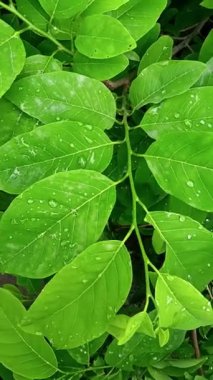 Dikey HD Ormanı Yağmur Damlaları ve Gün Işığı Huzurlu Doğa Sahnesi ile Gün Işığı ve Sihirli