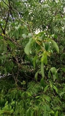 Dikey HD Ormanı Yağmur Damlaları ve Gün Işığı Huzurlu Doğa Sahnesi ile Gün Işığı ve Sihirli