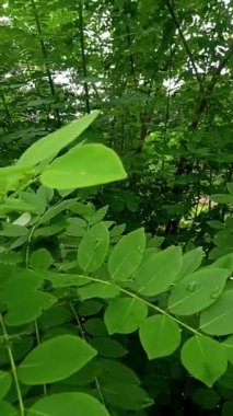 Dikey HD Ormanı Yağmur Damlaları ve Gün Işığı Huzurlu Doğa Sahnesi ile Gün Işığı ve Sihirli